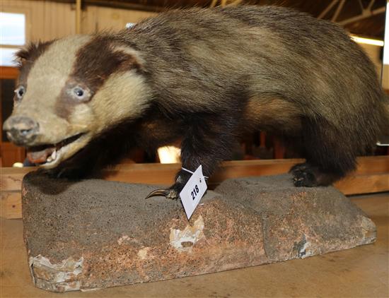 Taxidermic badger